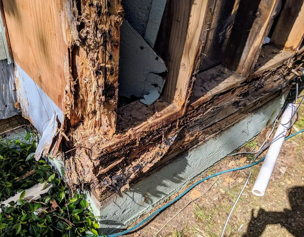 Termite Damage